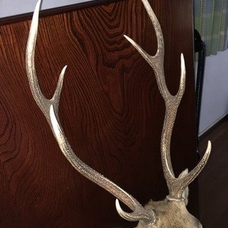 ☆東京都江東区より☆鹿の剥製 壁掛け式 全高133cm 横幅35cm