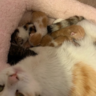 生まれたばかりの子猫の里親探してます(3匹まで)