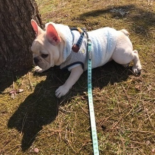 大切に一緒に過ごして下さる方にお願いします！ - 秋田市