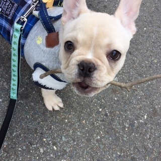 大切に一緒に過ごして下さる方にお願いします！ - 犬
