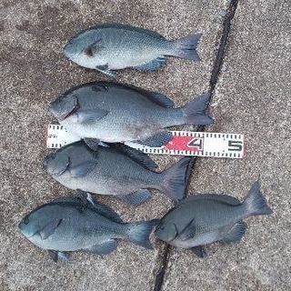 磯や堤防で一緒にフカセ釣りやりたい方募集 − 神奈川県