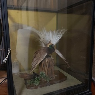剥製 極楽鳥