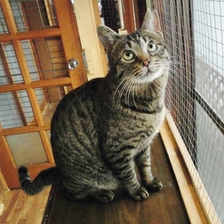 里親さま決定！　 ラブラブ猫ライフのお供に★ダンパー ♂　推定３...