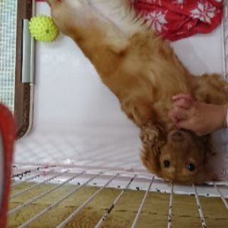 9ヶ月の女の子です