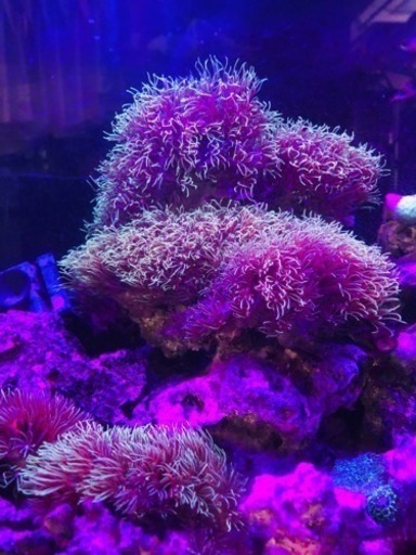 スターポリプ 海水水槽に！