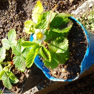 【新井様限定】　ワイルドストロベリー（白）の苗