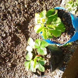 【新井様限定】　ワイルドストロベリー（白）の苗の画像