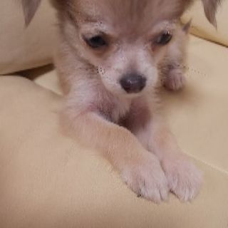 チワワ君 - 犬