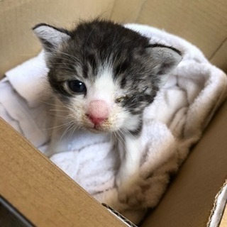 近所で発見の猫です
