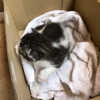 近所で発見の猫です - 武雄市