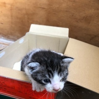 近所で発見の猫です - 猫