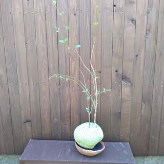 人工観葉植物　コーデックスプランツの画像
