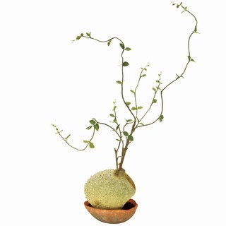 人工観葉植物　コーデックスプランツ