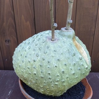 人工観葉植物　コーデックスプランツの画像
