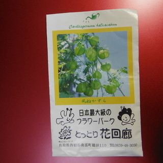花の種（風船かずら）
