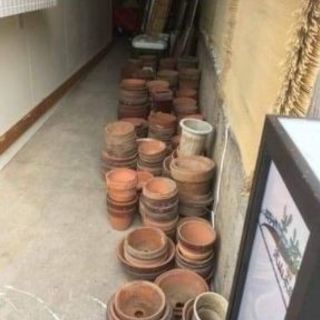 鉢植え