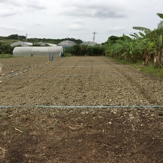 令和4年　自然栽培パートナー - 島尻郡