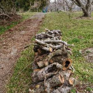 まき差し上げますの画像