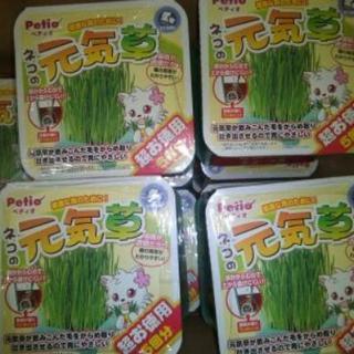 ネコの元気草　３プラス２  ペティオ 大量