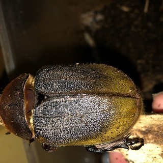 ヘラクレスヘラクレス♀単品の画像