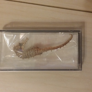 タツノオトシゴの標本譲ります
