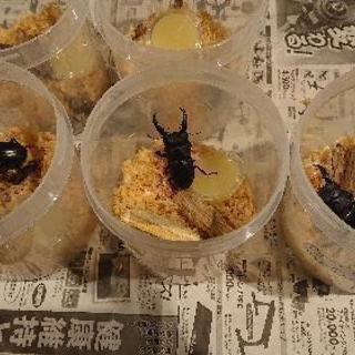 【値下げ】即ブリペア  本土ヒラタクワガタ 豊田市産