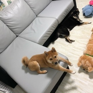 里親探してます