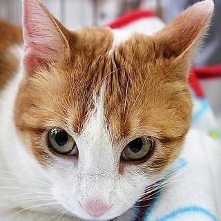 横浜　つるみ・猫のカギしっぽ譲渡会　（JR鶴見西口より歩５分）室内開催 - その他