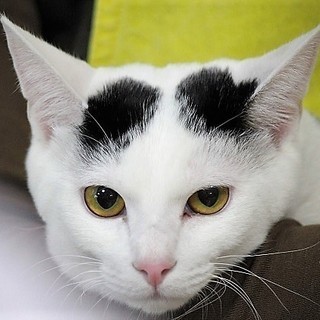 横浜　つるみ・猫のカギしっぽ譲渡会　（JR鶴見西口より歩５分）室内開催 − 神奈川県
