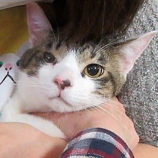 横浜　つるみ・猫のカギしっぽ譲渡会　（JR鶴見西口より歩５分）室内開催 - イベント