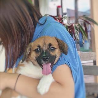 可愛い子犬です