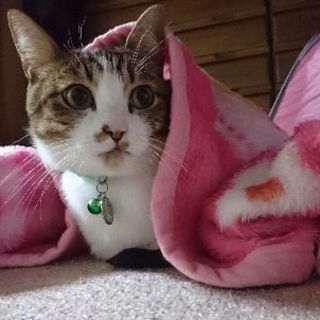 何でも言い合える親友や友達を募集しています。