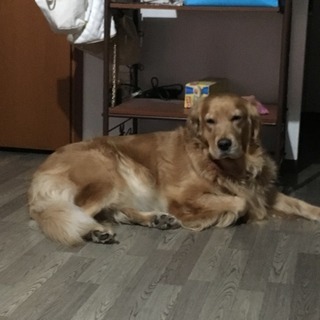 ゴールデンレトリバー4歳