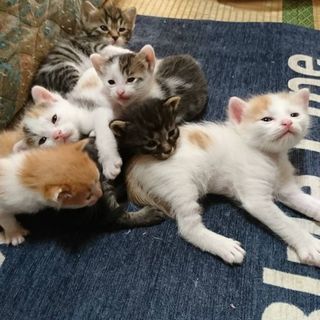 子猫の里親