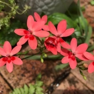 姫ヒオウギ 種 ５０粒の画像