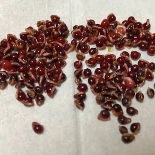 姫ヒオウギ 種 ５０粒の画像