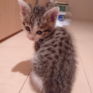 撫でられるのが大好きな1歳のキジトラ白♂去勢手術済です。 − 愛媛県