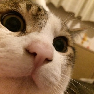 撫でられるのが大好きな1歳のキジトラ白♂去勢手術済です。 - 猫