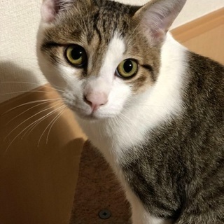 撫でられるのが大好きな1歳のキジトラ白♂去勢手術済です。 - 松山市