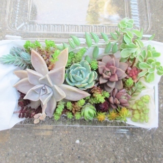 多肉植物　カット苗　10種類以上入り