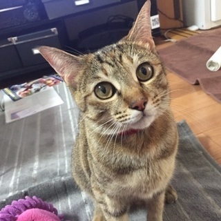 甘えん坊なキジトラ女の子3歳です😺