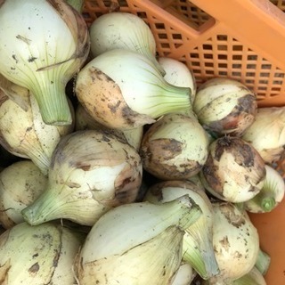新玉ねぎ 訳あり品 1kg当り120円