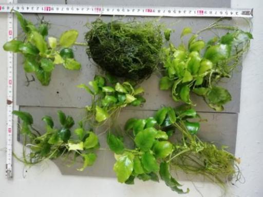 値下げ致します　水草　アヌビアスナナ