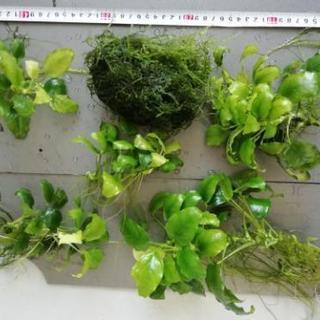 値下げ致します　水草　アヌビアスナナ