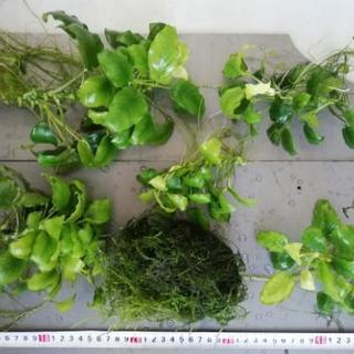 値下げ致します　水草　アヌビアスナナの画像