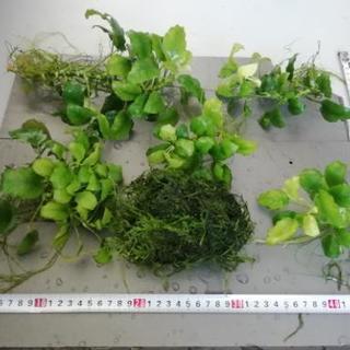 値下げ致します　水草　アヌビアスナナの画像