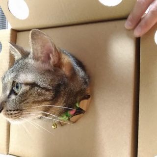 6才のキジトラ(雄でアメショー模様混じり)、サバトラ(雌)
