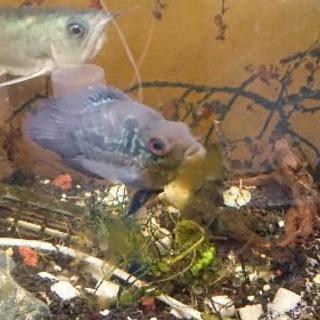 無事に全ての生体の里親様が決まりました！ありがとうございます！の画像