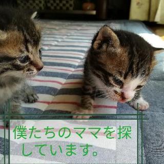🍼👶🐱里親様決定しました。