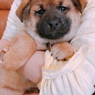 おっとり甘えん坊の男の子です！ - 犬